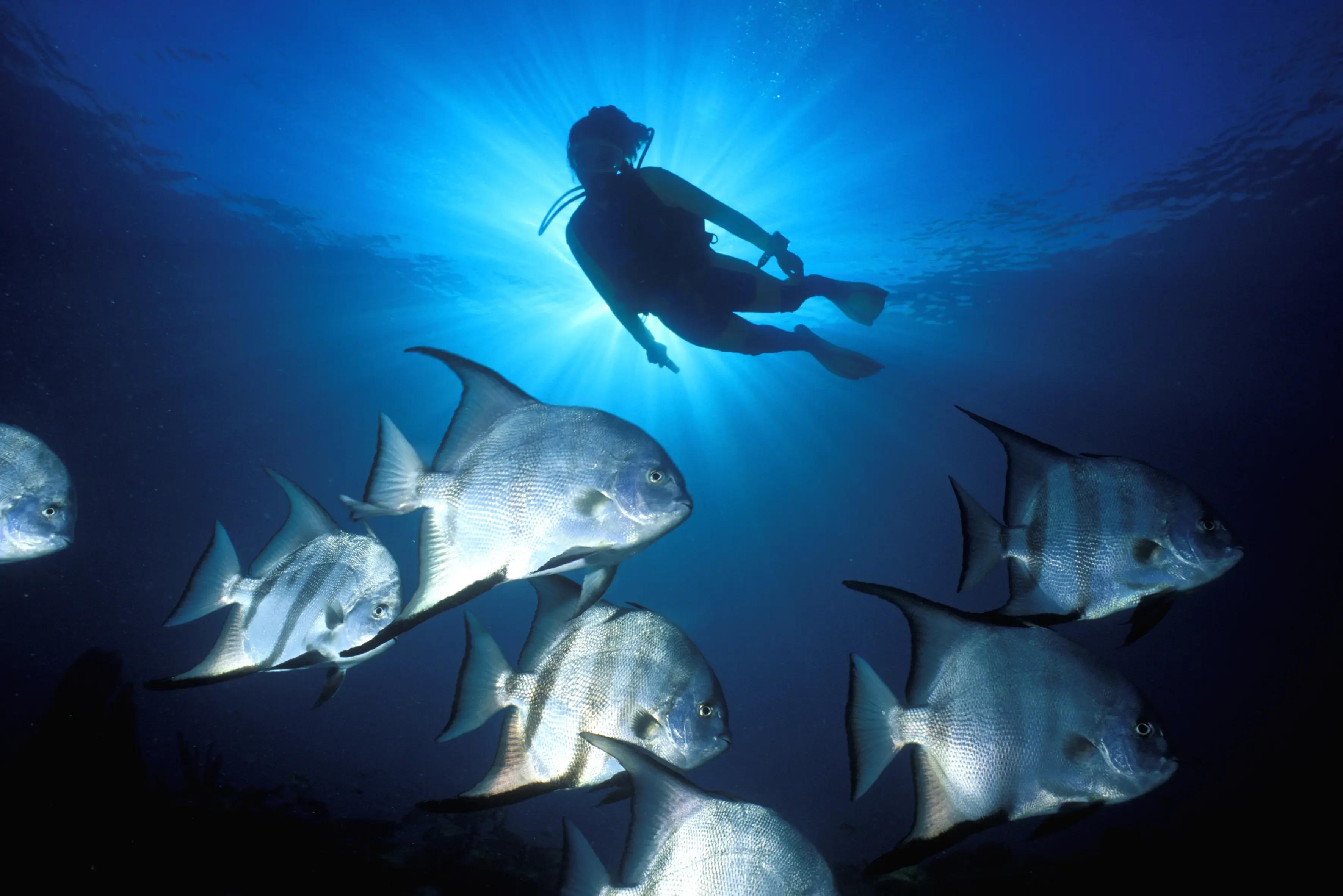 Code eLearning PADI Turks Caicos - © DUNE Turks & Caicos