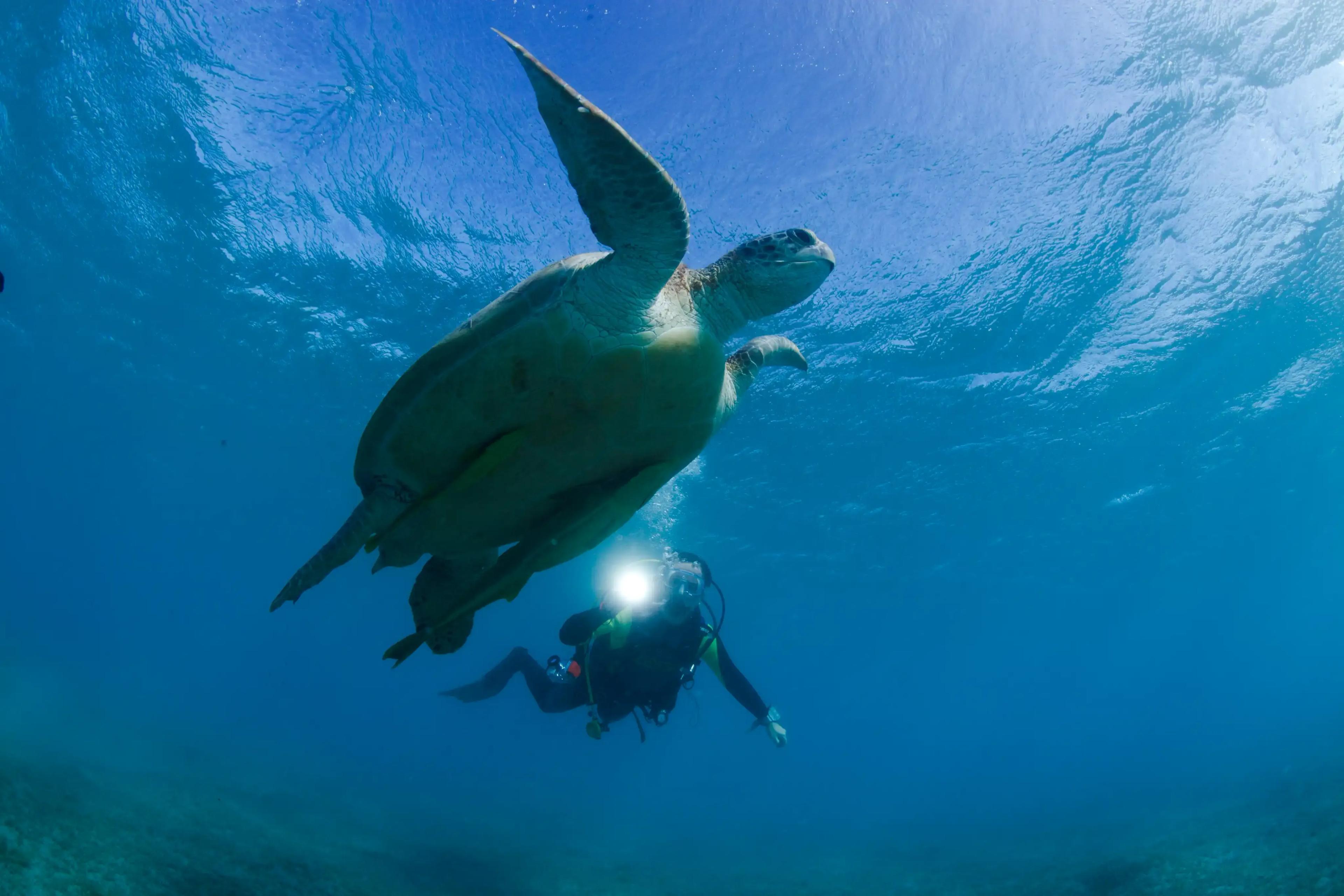 divers in beach - © Dune Mexico