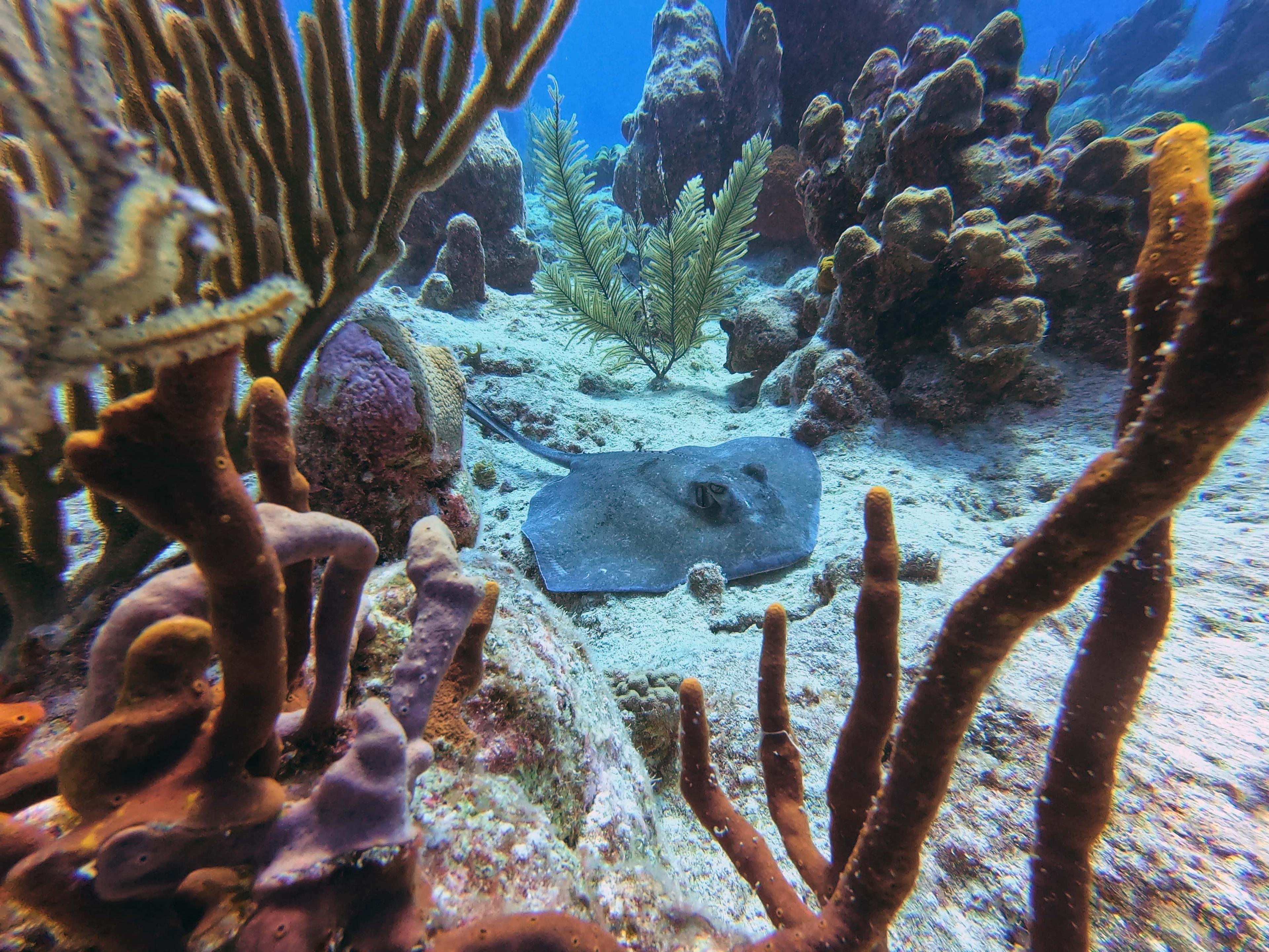 Plongeurs explorant un tombant corallien avec des requins de récif et une faune tropicale aux Turks & Caicos.