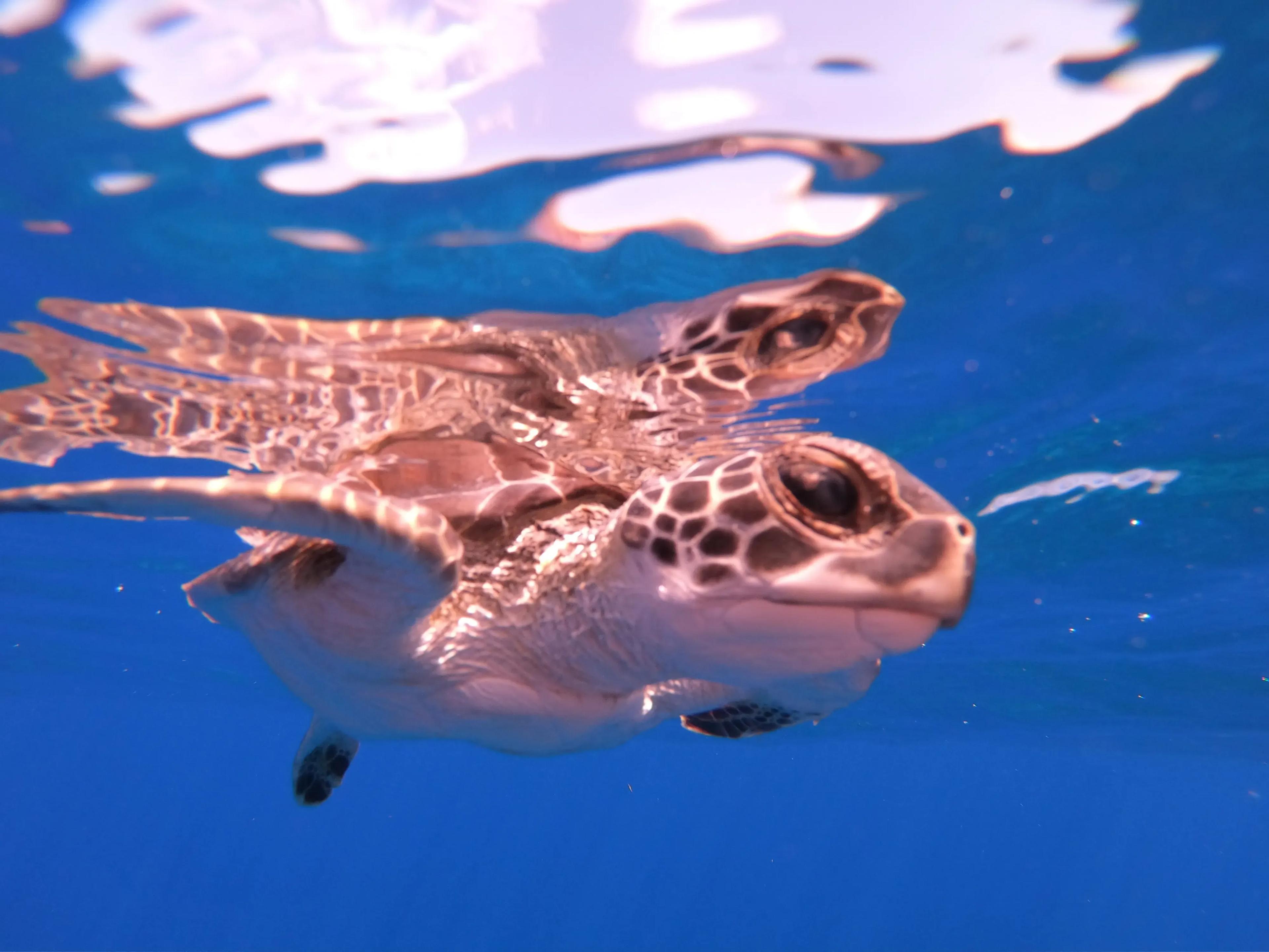 Diving Turks & Caicos - © DUNE Turkoise