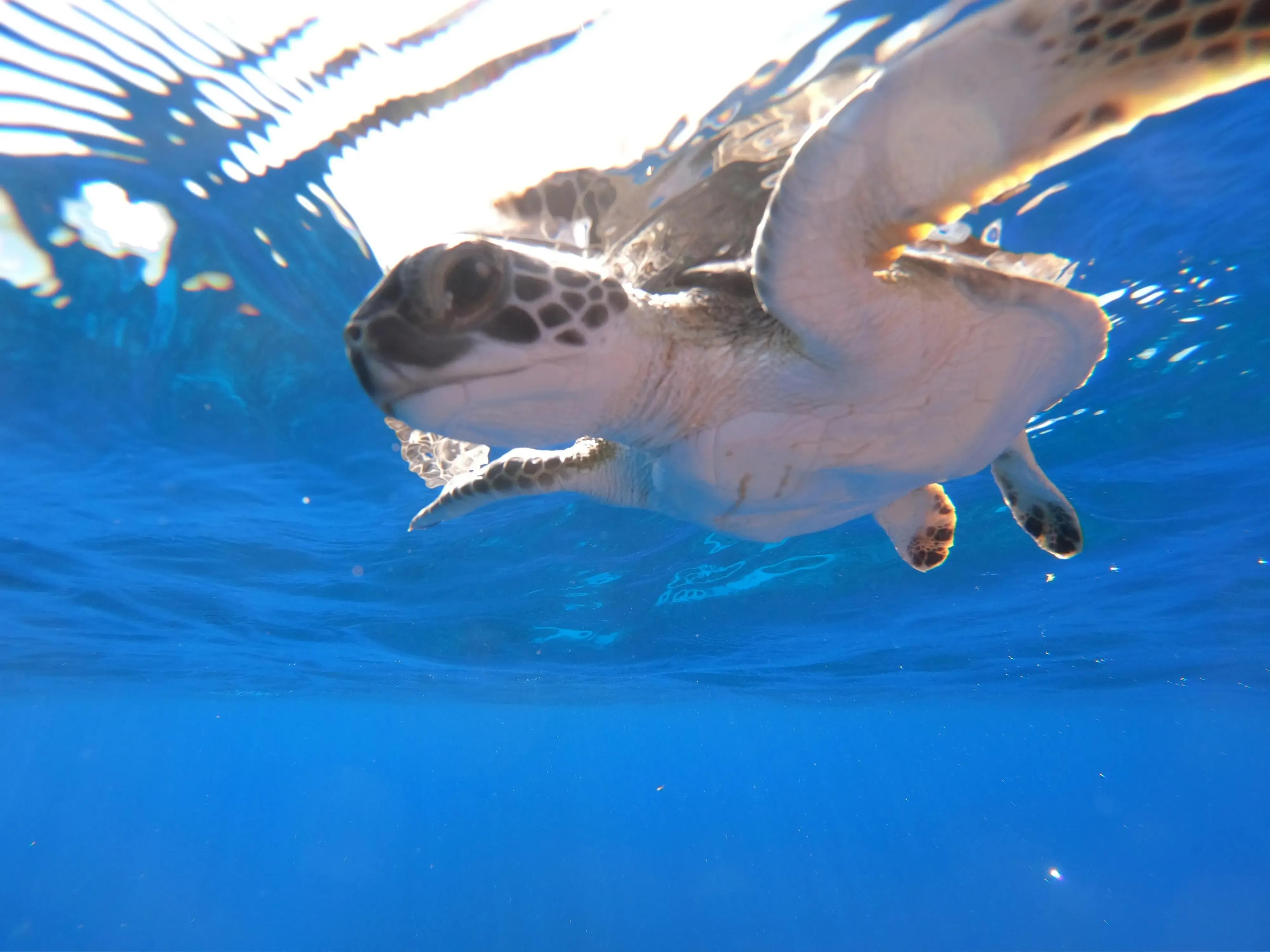 Diving Turks & Caicos - © DUNE Turkoise