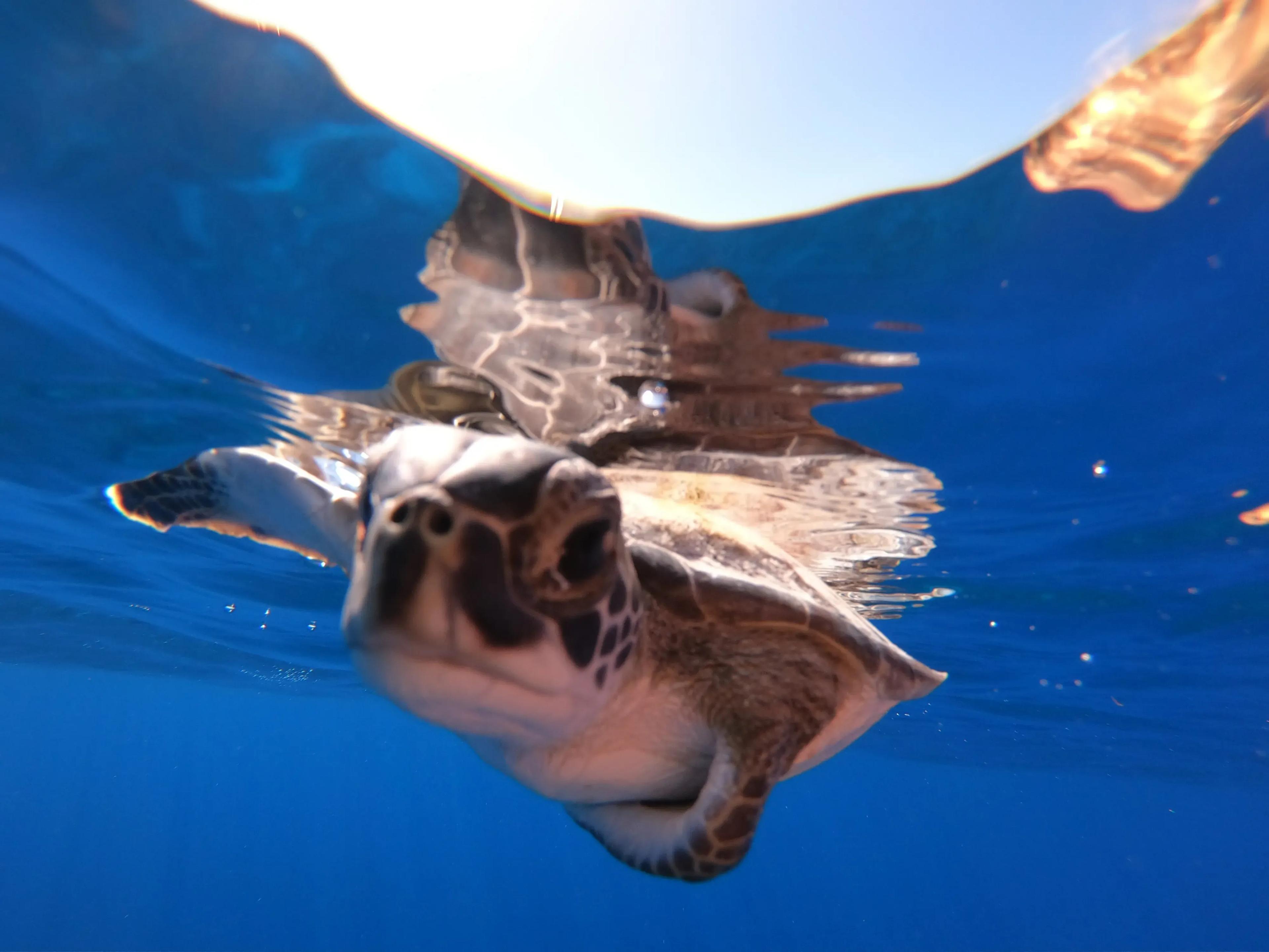 Diving Turks & Caicos - © DUNE Turkoise