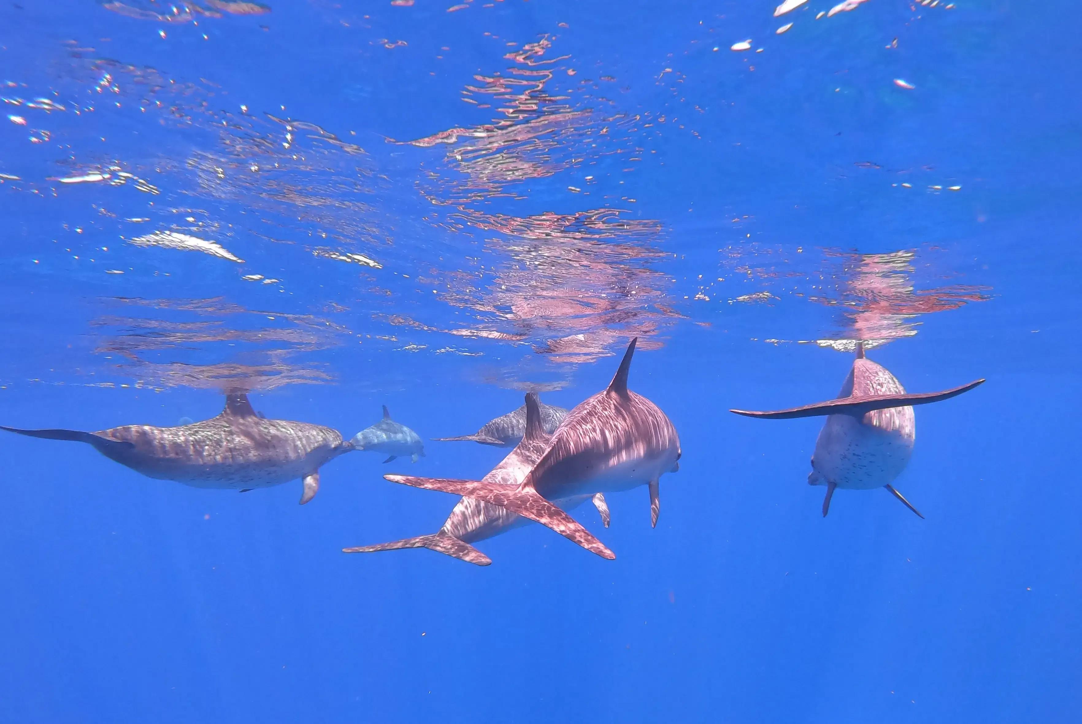 Diving Turks & Caicos - © DUNE Turkoise